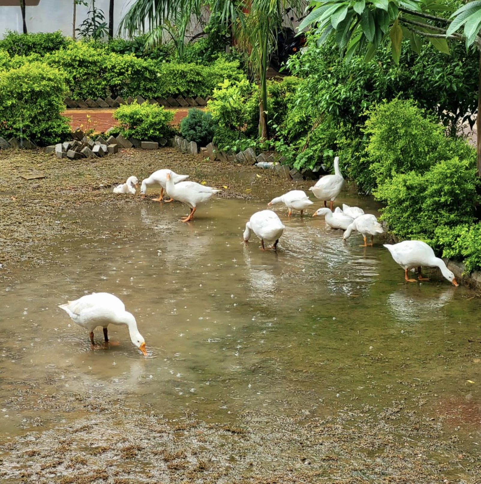 water bird